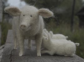 pig family