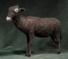 brown sheep