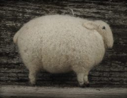 white sheep