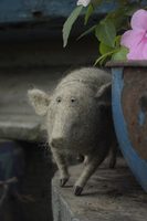 pig