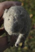 grey pig