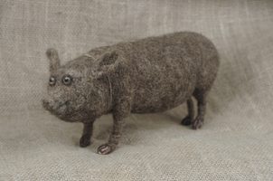 goggling pig