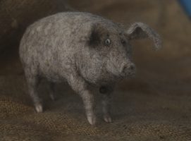 gawking pig