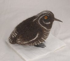spotted bird