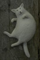 sleeping cat