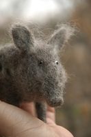 young pig