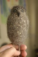 spotted owl