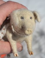 white pig