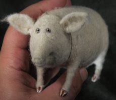 white pig