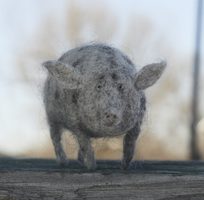 grey spotted pig