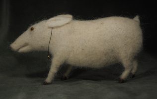 strange pig