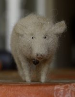 small hairy pig