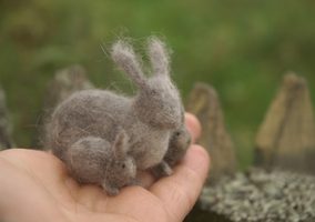 rabbit family