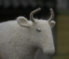 sleeping cow