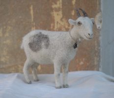 spotted goat