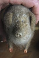 bearded pig