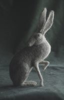 sitting hare