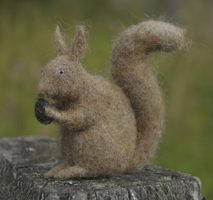 squirrel