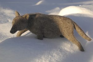 pregnant wolf