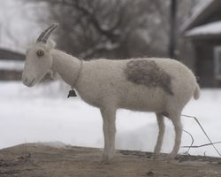 spotted goat