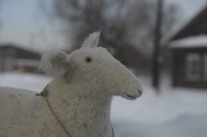 white sheep