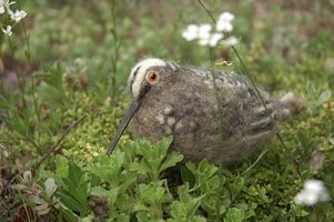 woodcock