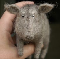 old boar