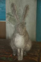 delicate hare