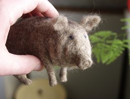 pig with blue eyes