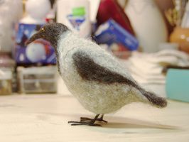 hooded crow