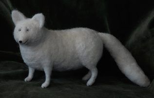 arctic fox