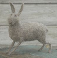 grey hare