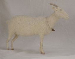 white goat