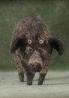 spotted pig