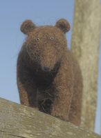 brown bear