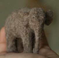 small elephant