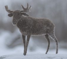 the elk