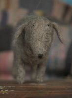 grey dog