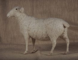 shapely sheep